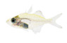 Sumatra Verae Glassfish :: 25291
