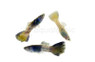 Blue Sapphire Guppy, Male :: 33369