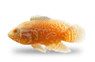 Oscar, Albino Red Tiger Nemo :: 34817