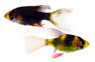 Tiger Green Longfin Barb :: 36425