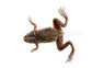 Dwarf Zaire Frog :: 37124