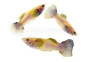 Dumbo Ear Pingu Male :: 40044