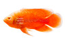 Oscar, Red Chili :: 48246