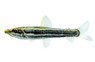 Anostomus anostomus :: 58948