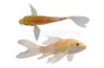 Premium Assorted Butterfly Koi :: 66439