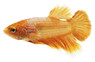 Champagne Betta, Male w/cup :: 69055