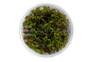 Rotala macrandra 'Rose' Cup AT :: 28266