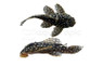Starlight Bristlenose Plecostomus L-182 :: 77090