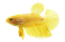 24K Gold Betta, Male w/cup :: 77458