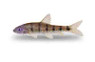 Flying Fox Banded Algae Eater :: 87839