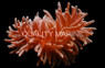 Red Long Tentacle Anemone :: 50077