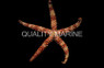 Orange Mesh Sea Star :: 59070