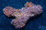 Mixed Colored Colony Polyp :: 55549