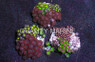 Mixed Colored Colony Polyp :: 55549