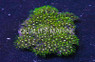 Super Metallic Green Starburst Polyp :: 55579