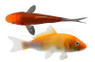 Mixed High Quality "AA" Koi :: 39108