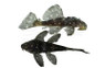 Vampire Plecostomus :: 47711