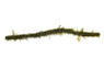 Vining Moss Rod :: 43295
