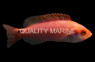 Marjorie's Fairy Wrasse, Male