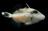 Halfmoon Triggerfish :: 32031
