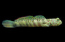 Pink Speckled Shrimp Goby :: 18571