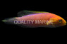 Splendid Pintail Fairy Wrasse :: 33836