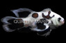 Longfin Black Storm Ocellaris Clownfish :: 14160