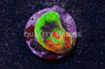 Scoly, Master :: 62450