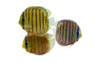 Wild Brazilian Discus :: 62353