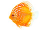 Assorted Premium Discus :: 60649