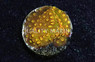 24k Gold Cyphastrea :: 62492