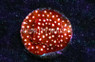 Peppermint Cyphastrea :: 62494