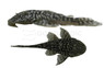 Slate Plecostomus :: 37594