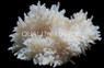 White w/Blue-Tip Sebae Anemone :: 50059