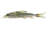 Turushuqui Ornatus :: 17328