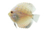 White Pigeon Blood Discus :: 24075
