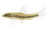 Multi-Banded Zebra Loach :: 43115