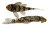 Sertanejo Plecostomus :: 58102