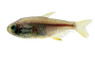 Itaparicensis Brazilian Tetra :: 86459