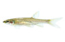Splashing Tetra :: 71024