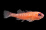 Flame Pygmy Goby :: 18709