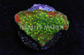 Cap, Green/Red w/Yellow polyps (Sunfire) :: 62479