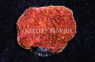Cap, Orange w/ Orange polyps  (Starburst) :: 62478