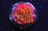 Encrusting, Kaboom :: 62483
