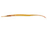 Red Line Short-tailed Pipefish  :: 49516