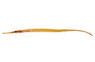 Pipefish Short-tailed Red Line :: 49516