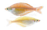 Bleheri Rainbowfish :: 61009