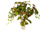 Ludwigia palustris Mini Super Red - bunch :: 55144