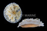 Upside Down Jellyfish :: 54004