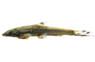 Spotted Hillstream Loach :: 55967